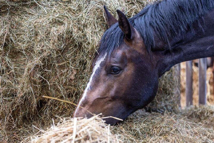 pferd heu wissenswert mykotoxine derbymed pferd heu wissenswert mykotoxine derbymed